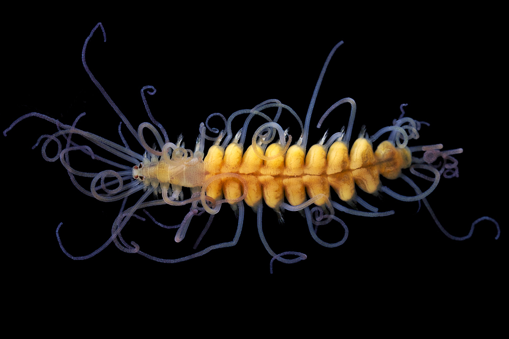 Weird Green Ribbon Worm Caught On Video In Taiwan HuffPost