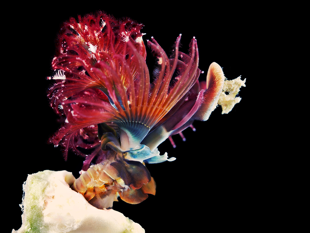 Weird Green Ribbon Worm Caught On Video In Taiwan HuffPost