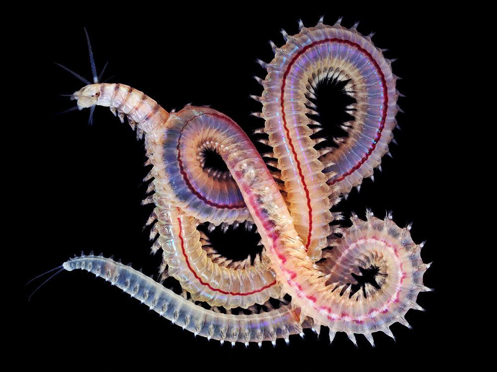 Weird Green Ribbon Worm Caught On Video In Taiwan HuffPost