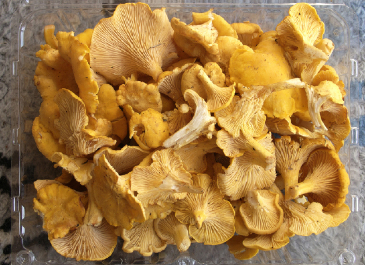 every-type-of-mushroom-you-need-to-know-about-huffpost