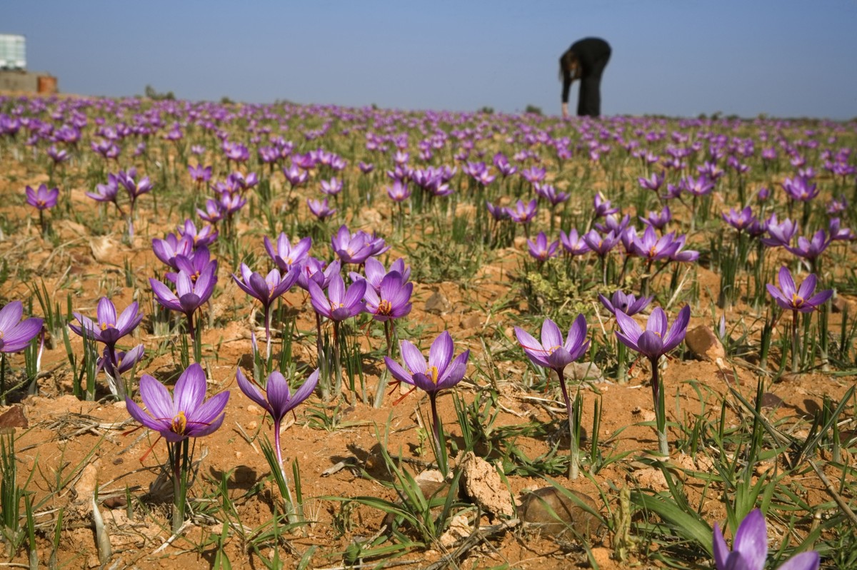 The Surprisingly Beautiful Origin Of Saffron HuffPost