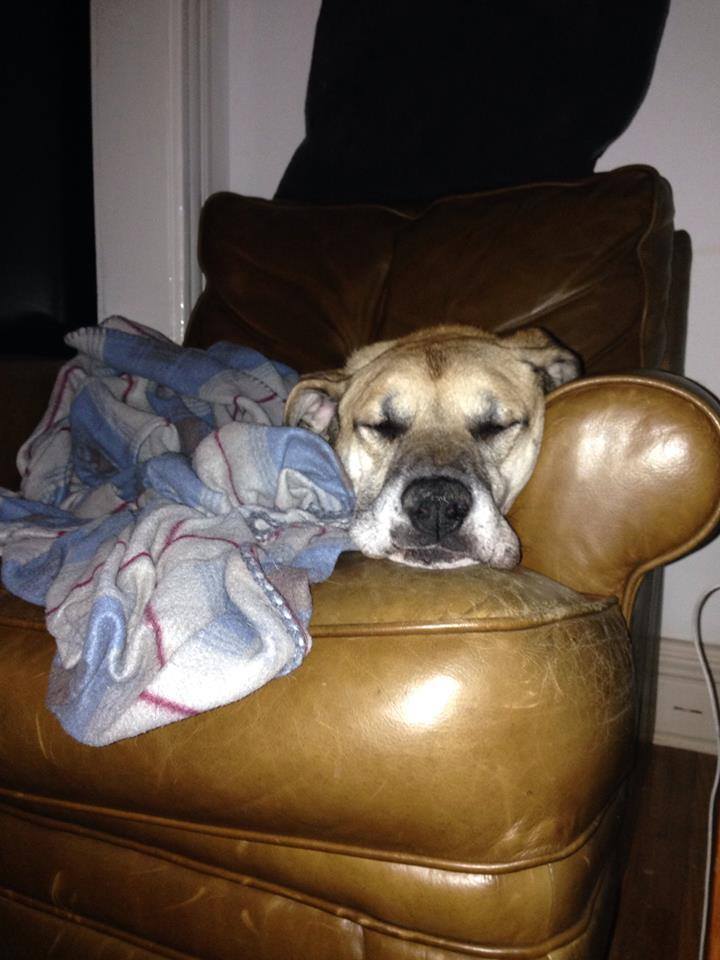 Dog Shot Over 50 Times With BB Gun Proves Just How Resilient And