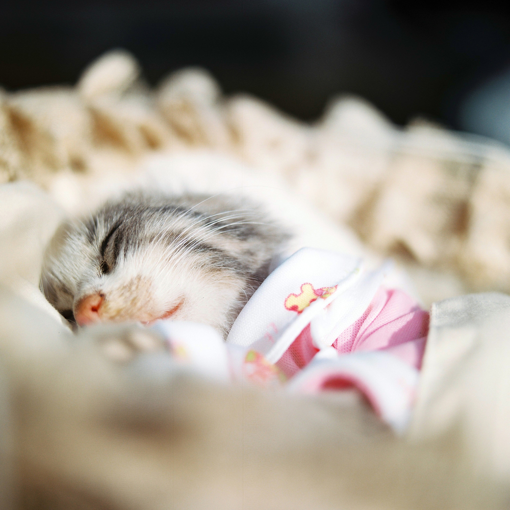 Photographer Captures Haunting Portraits Of Deceased Animals In Macabre