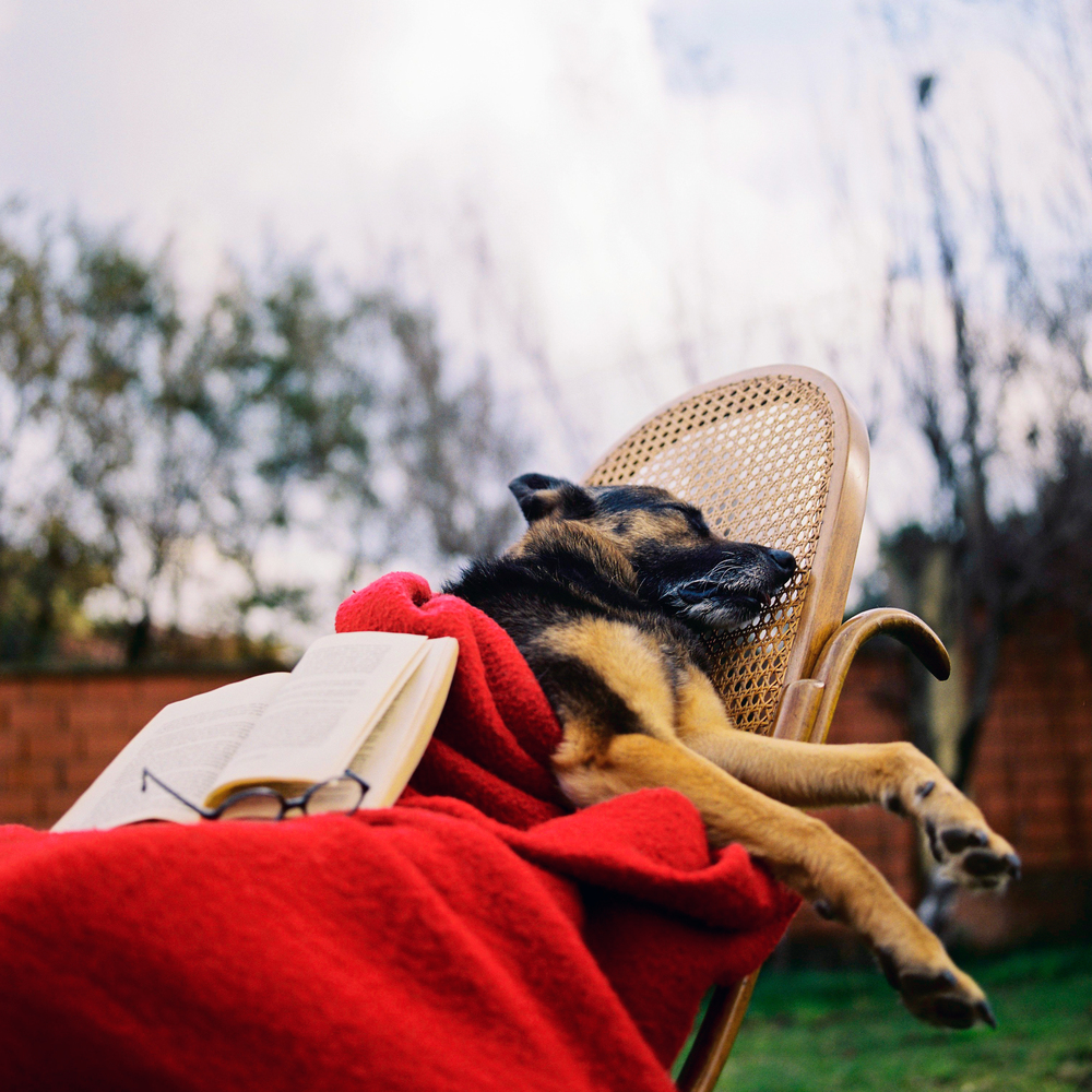 Photographer Captures Haunting Portraits Of Deceased Animals In Macabre