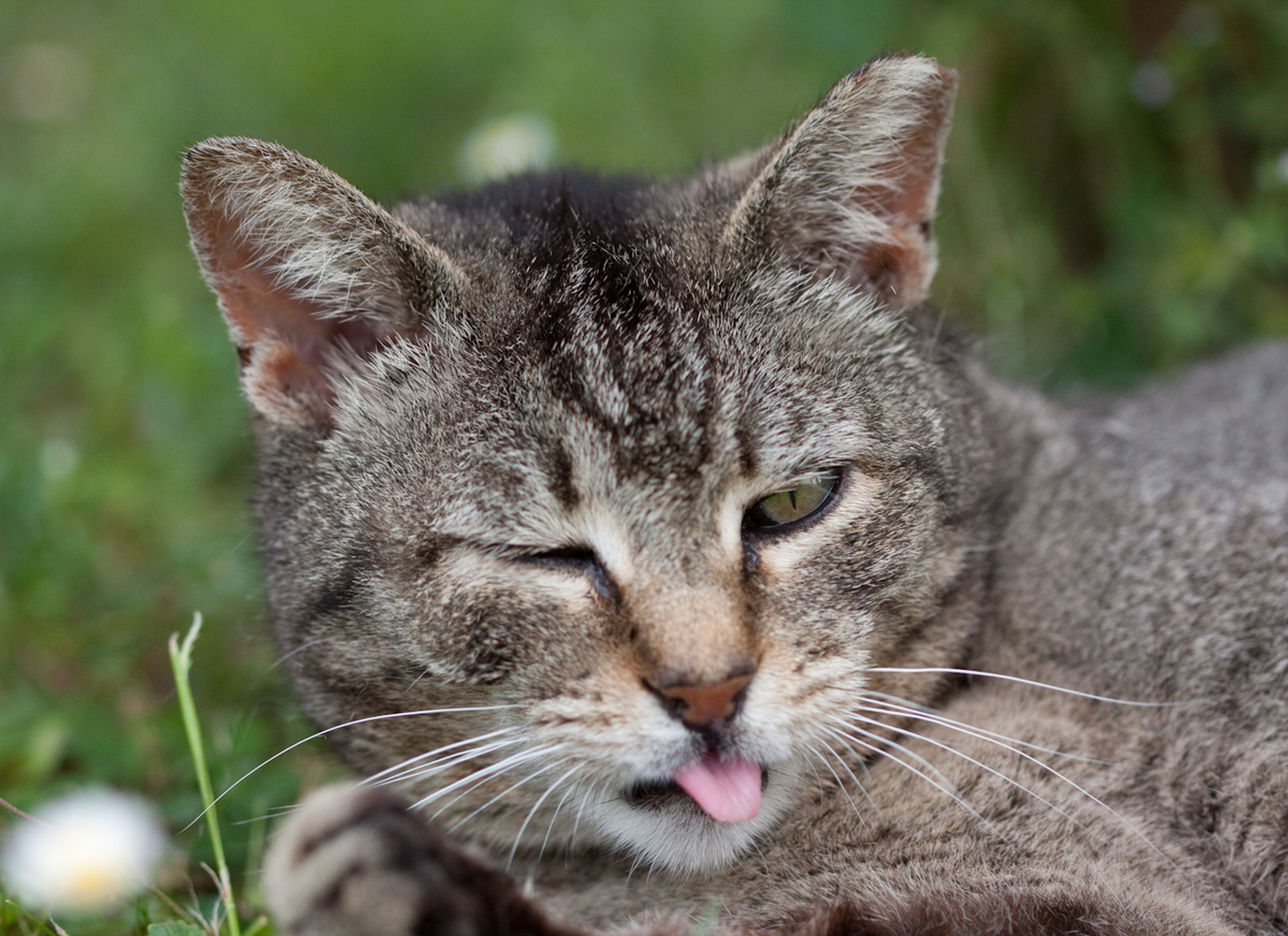 ️ Italian Kitties Animals, Cats, Kitty