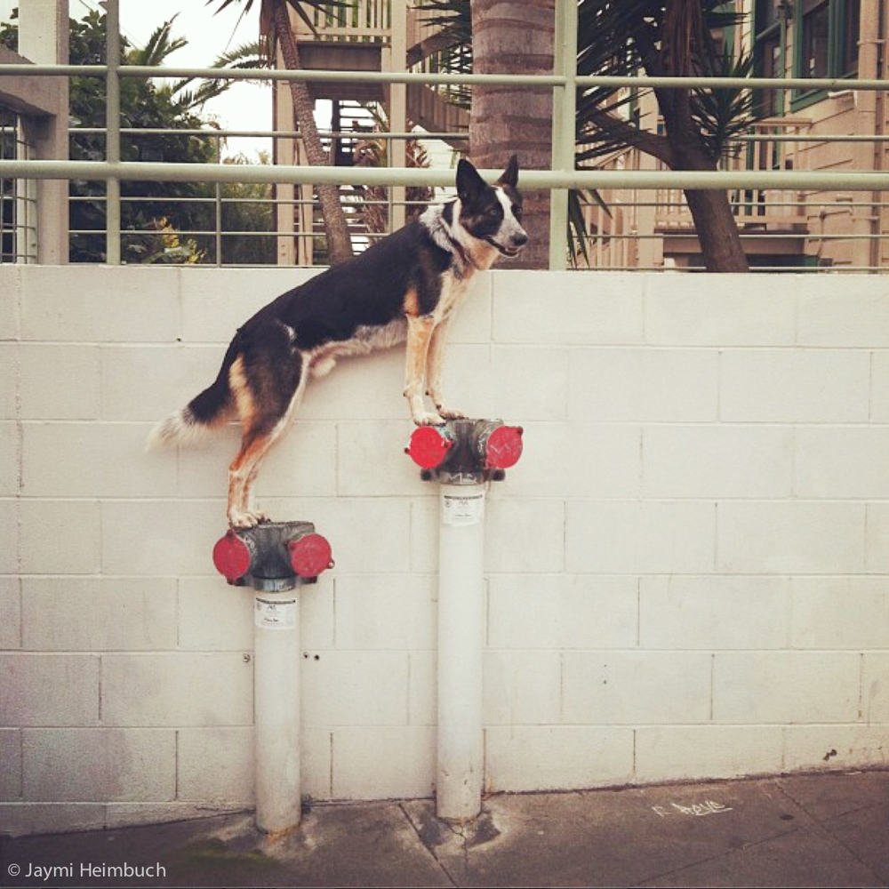 This Dog Who Can Balance On Anything Really Needs His Own Act HuffPost