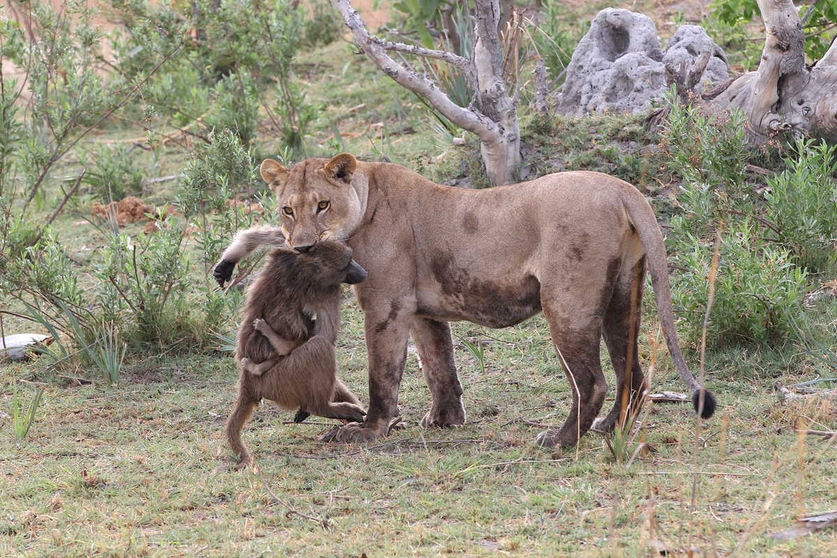 Through Golden Eyes: Lioness Has Incredible Interaction With Baby Baboon