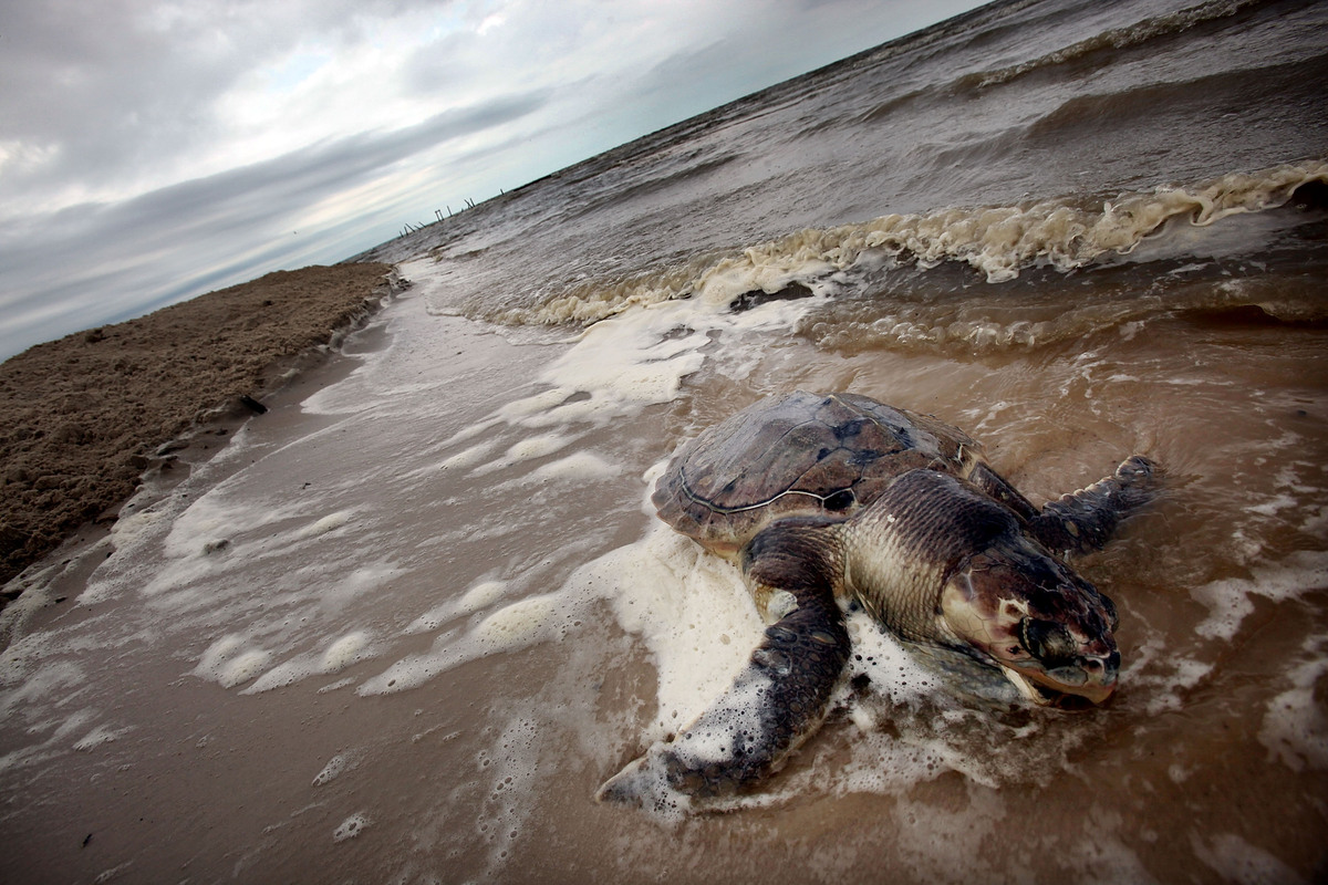 10 Animals Who Are Still Hurting From The Bp Oil Spill Huffpost