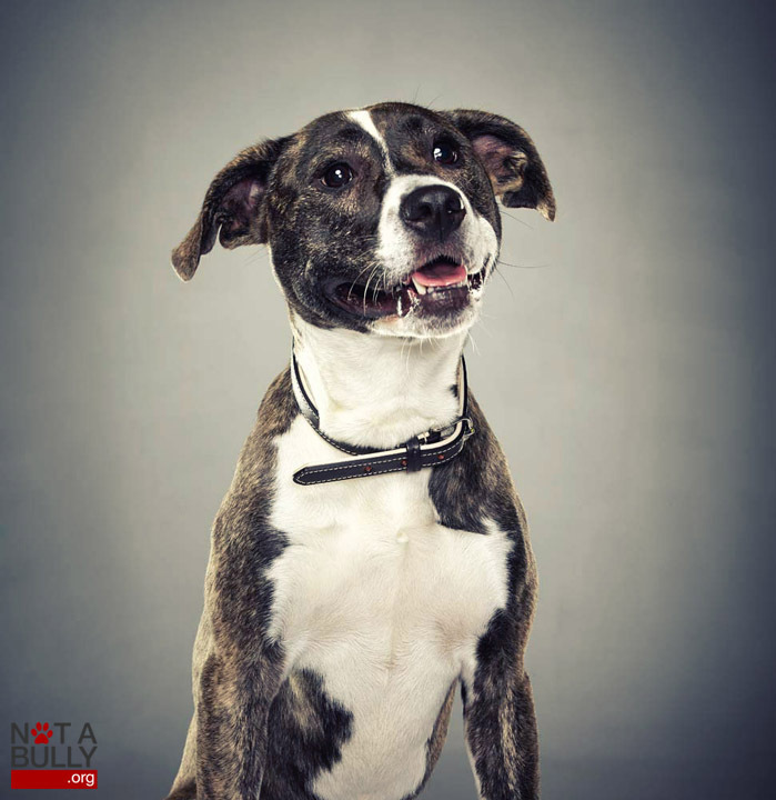 Photographer's NotABully Campaign Shows Pit Bulls As The Sweet, Loving