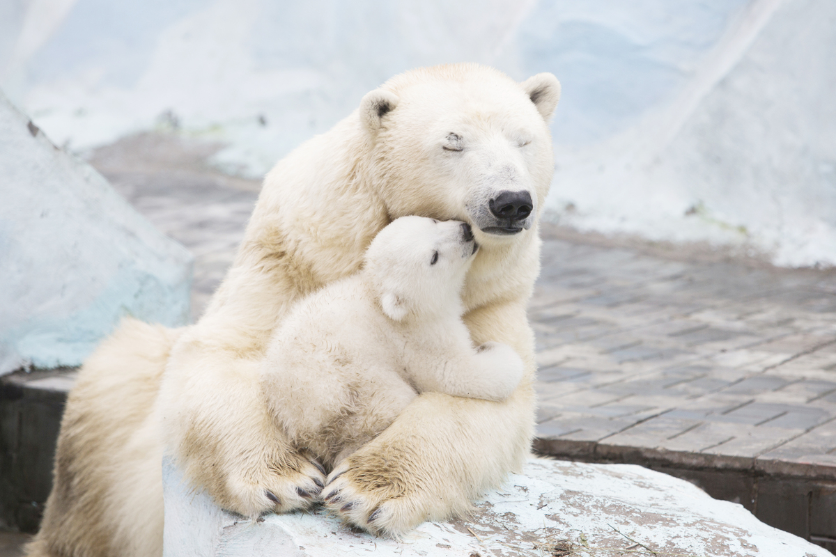 Polar Bear Cub Nestled With Mother Will Fill Your Heart With Warm