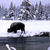 YELLOWSTONE PARK BISON