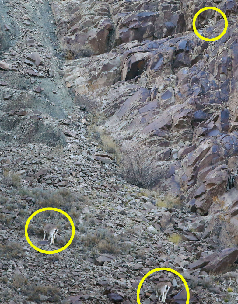Snow Leopard Is Practically Invisible As It Stalks Its Prey (PICTURES