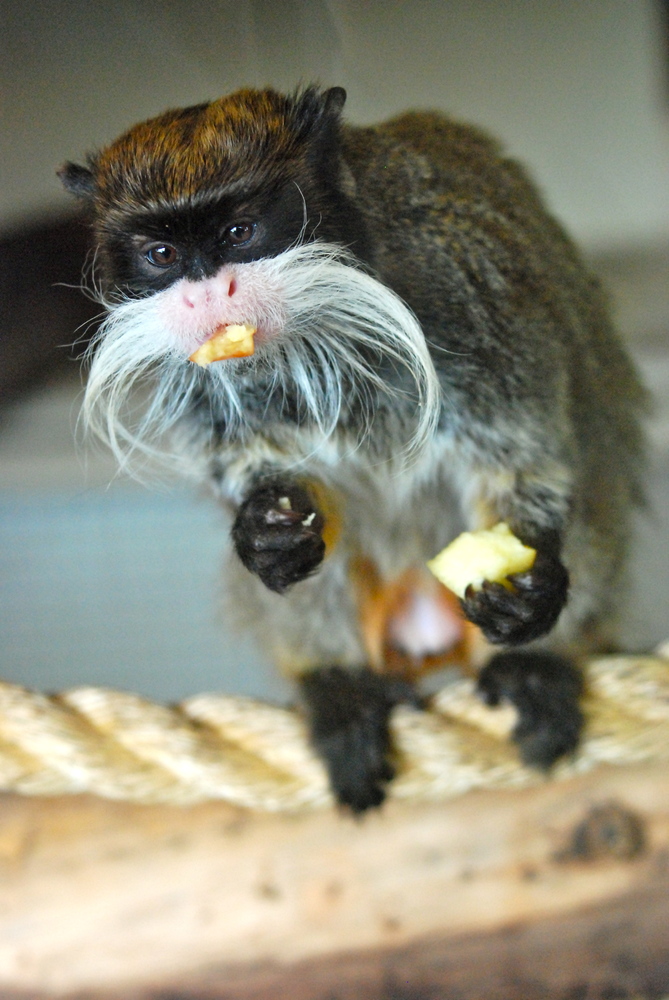 Endangered Monkeys 'Stolen To Order' From Blackpool Zoo (PICTURES