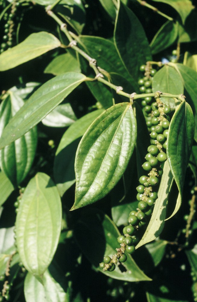 Everything You Need To Know About Peppercorns, The Most Widely Used