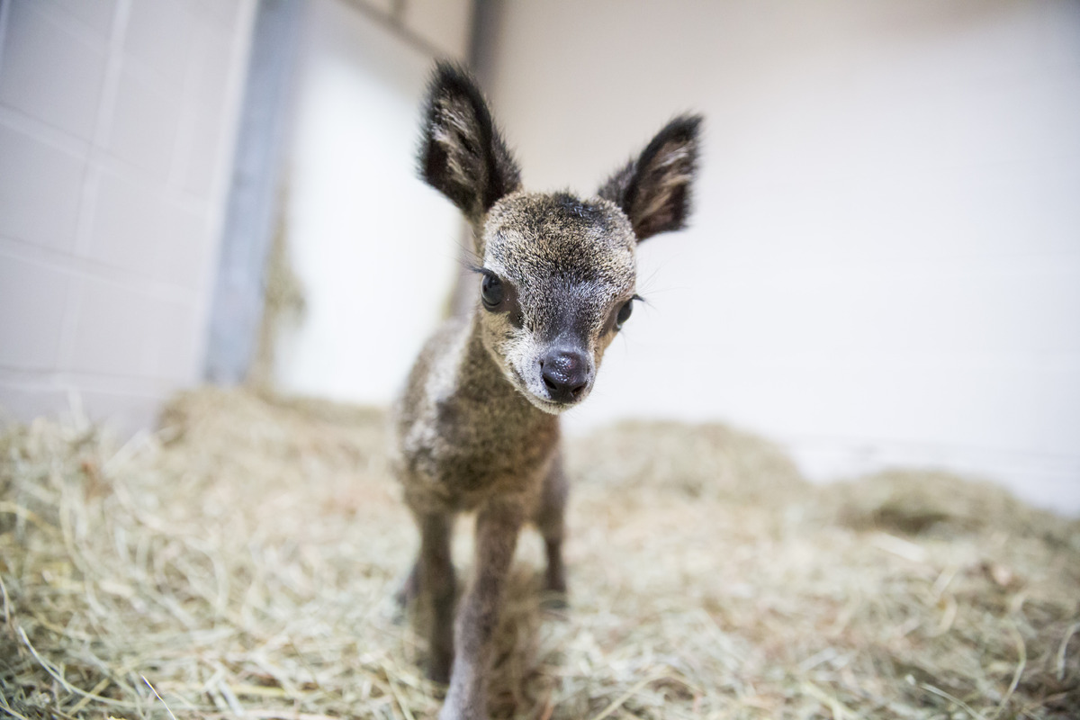 This Teeny, Tiny Dwarf Antelope Looks Like A Disney ...