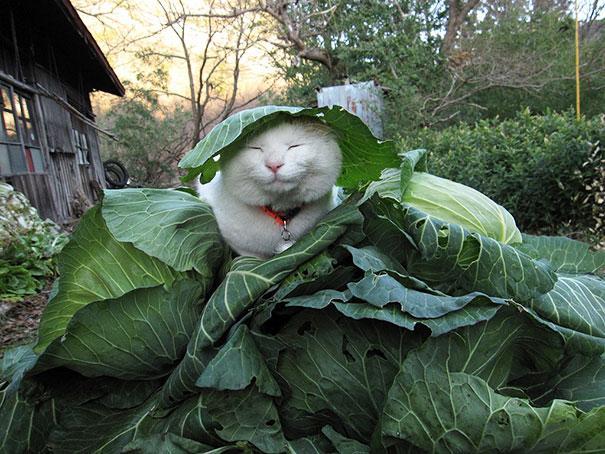 cat zen pillow