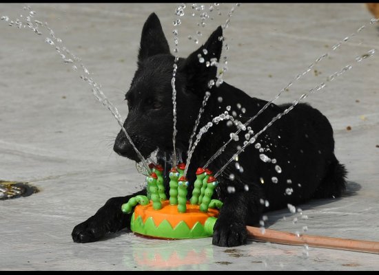 Hot Weather: Animals Find Ways To Stay Cool (Photos)