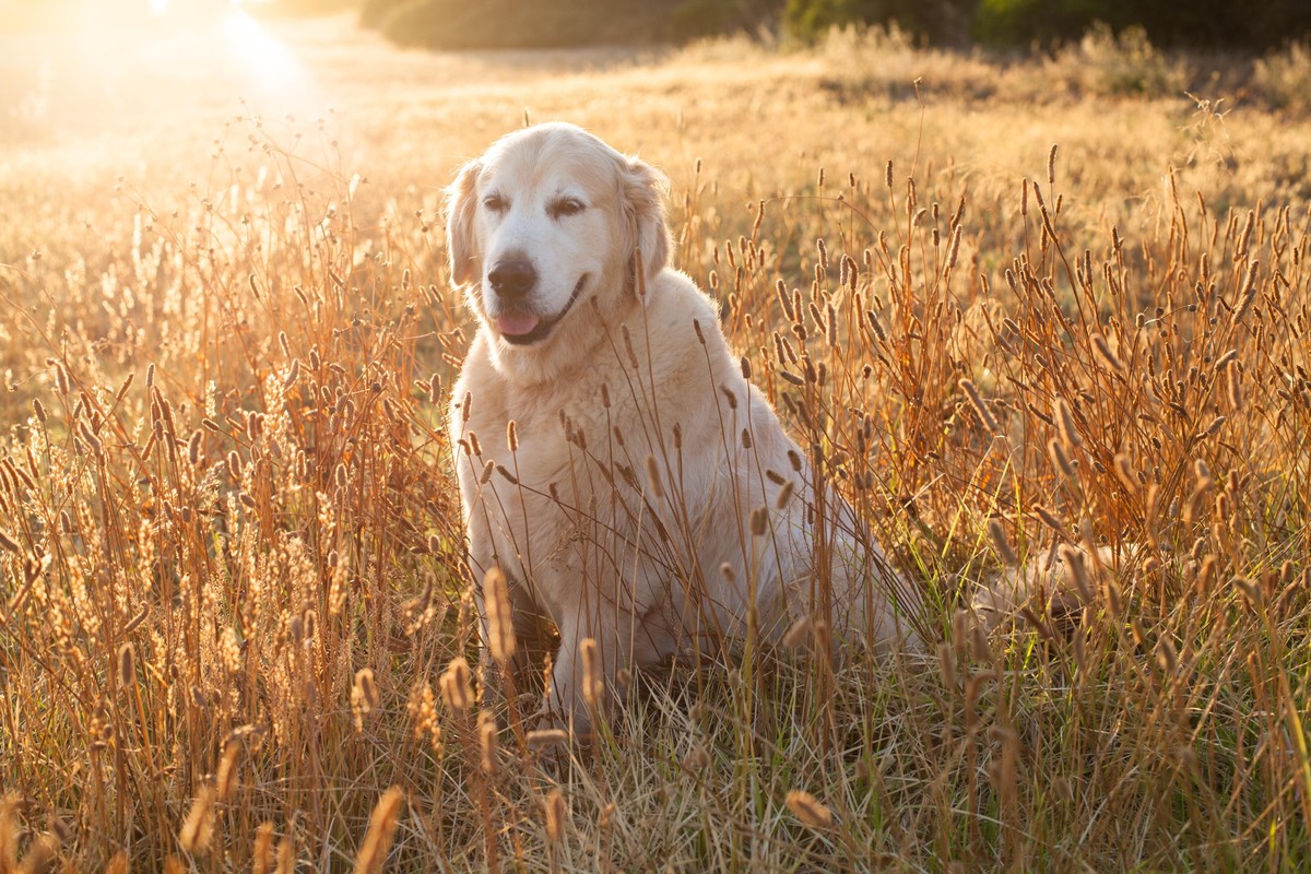 8 Ways To Put Happiness Into Words HuffPost