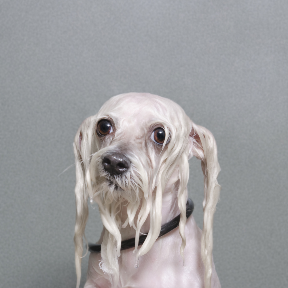 Photo Series Captures The Endearing Misery Of Dogs At Bath Time HuffPost