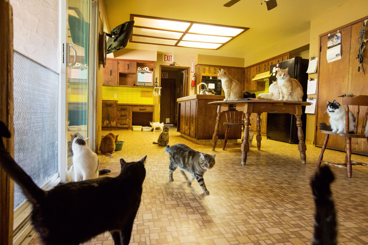 cats in kitchen
