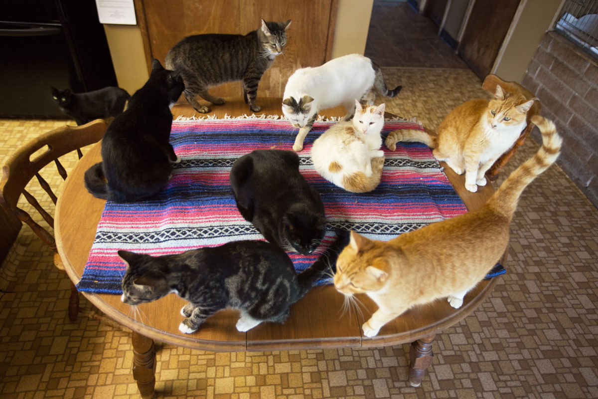 The World's Largest No-Kill Cat Sanctuary Has Saved More Than 20,000 ...