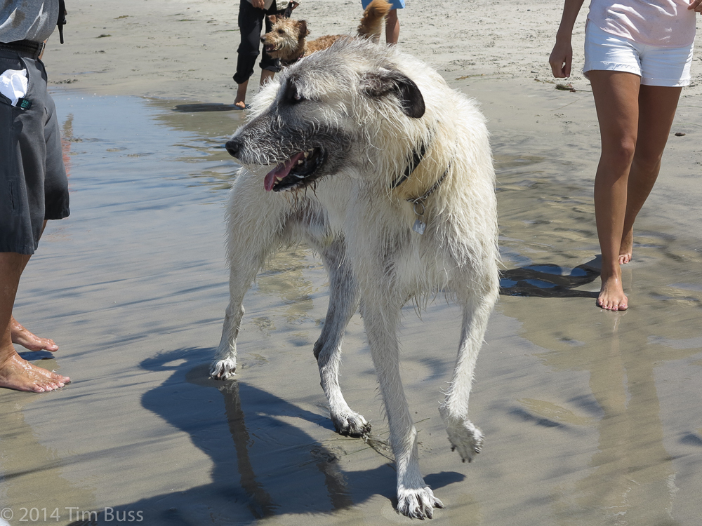 8 Of The Best DogFriendly Beaches Around The Country HuffPost