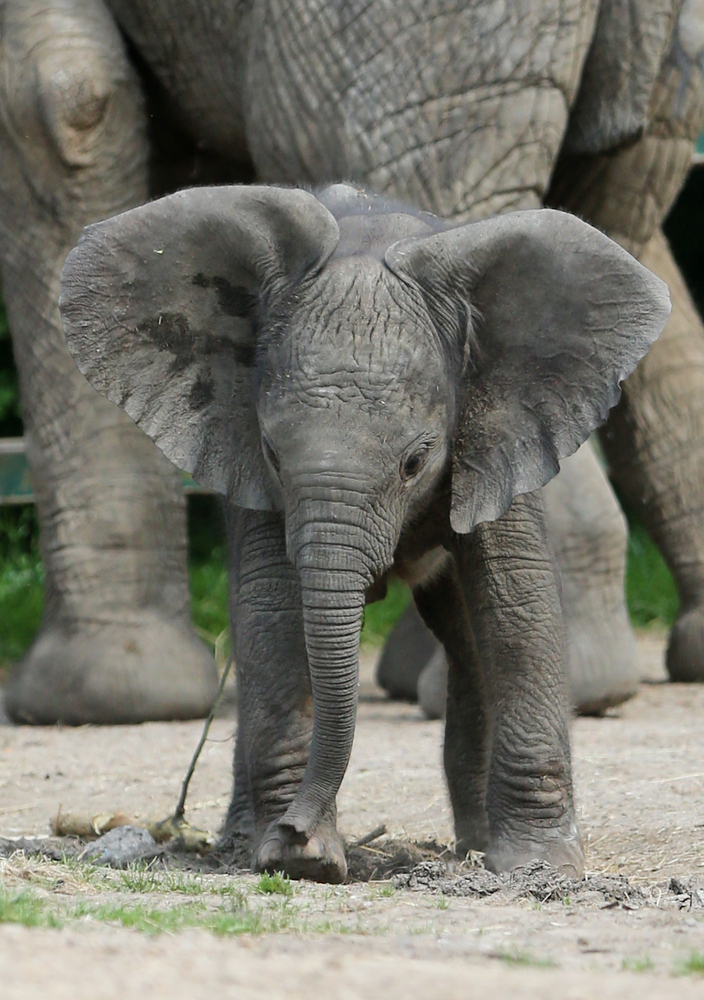 8 Wonderful Pictures Of A NewlyBorn Elephant Calf Finding Her Feet