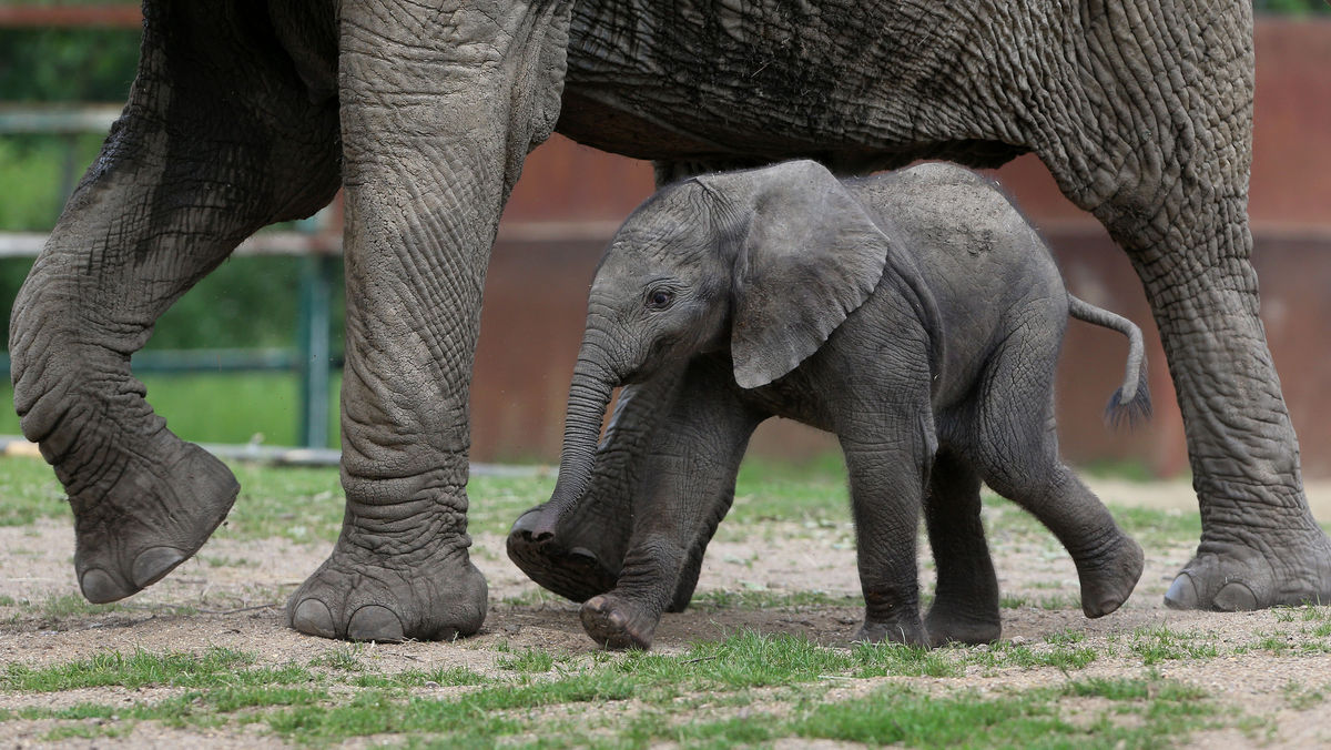 Elephants Protect Baby From Being Swept Aw