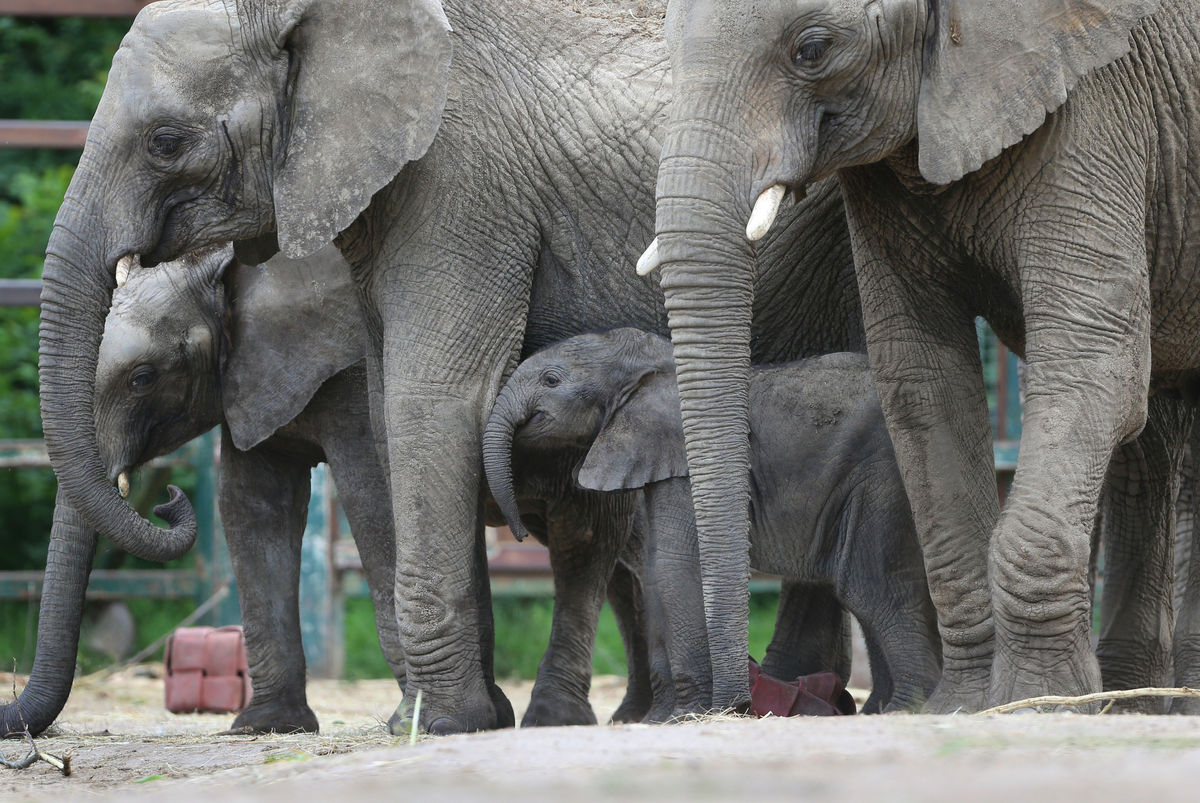 Elephants Protect Baby From Being Swept Away By River During Bath Time