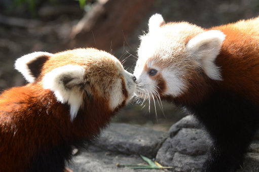22 Adorable Animal Kisses (Pictures) | Huffpost Uk