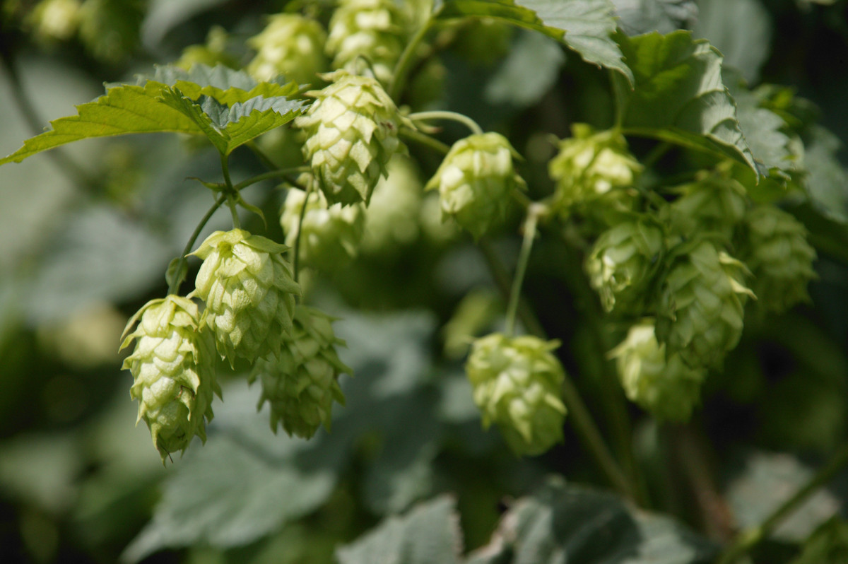What The Hell Are Hops, Anyway? HuffPost