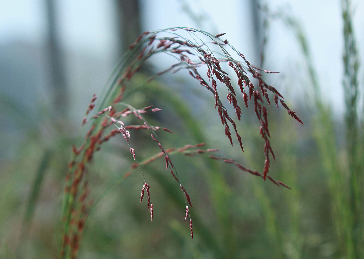 Is Teff The New Superfood? | HuffPost