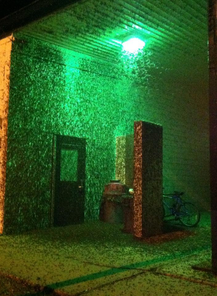 This Year�s Mayfly Hatch Was So Big It Showed Up On Radar