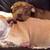 But Wait, I Heard Pit Bulls Are Inherently Vicious