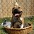 Pit Bulls Can Never Be Trusted With Other Animals, Though