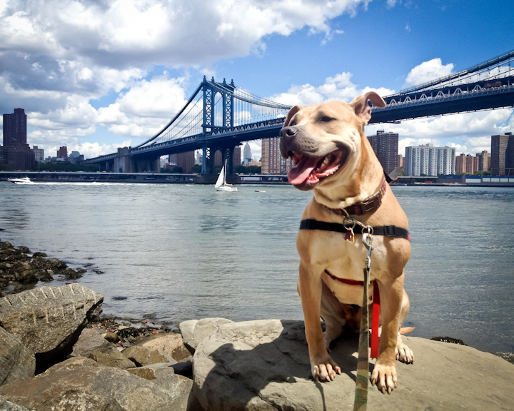 10 Celebrities Who Really Love Their Pit Bulls HuffPost