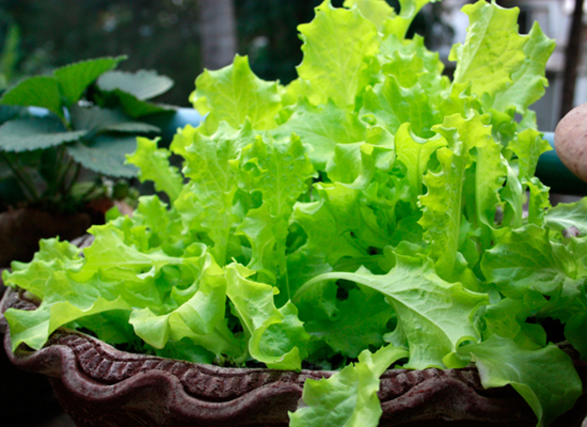 This Is Where America Gets Almost All Its Winter Lettuce | HuffPost