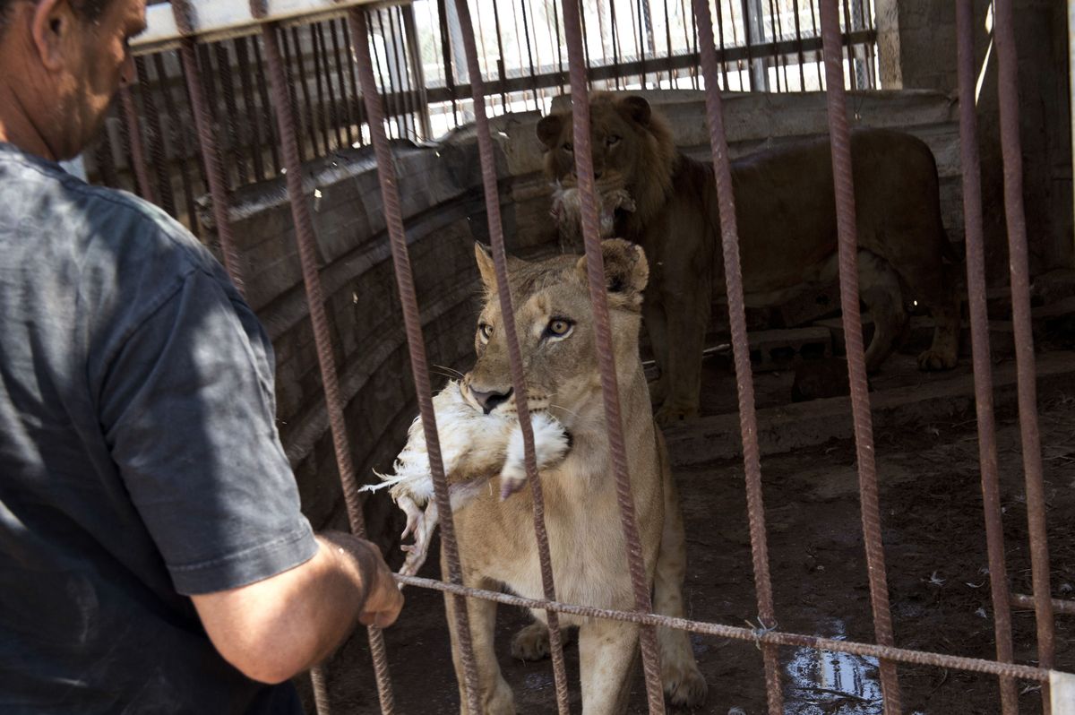Gaza's Zoo Animals Latest Victims Of IsraelHamas Conflict