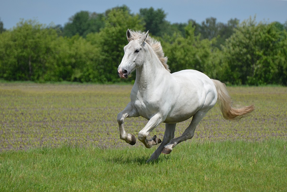 Apparently Even Horses Are 'All About That Bass' | HuffPost1200 x 803