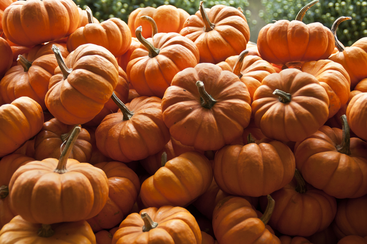 Photo of Pumpkins