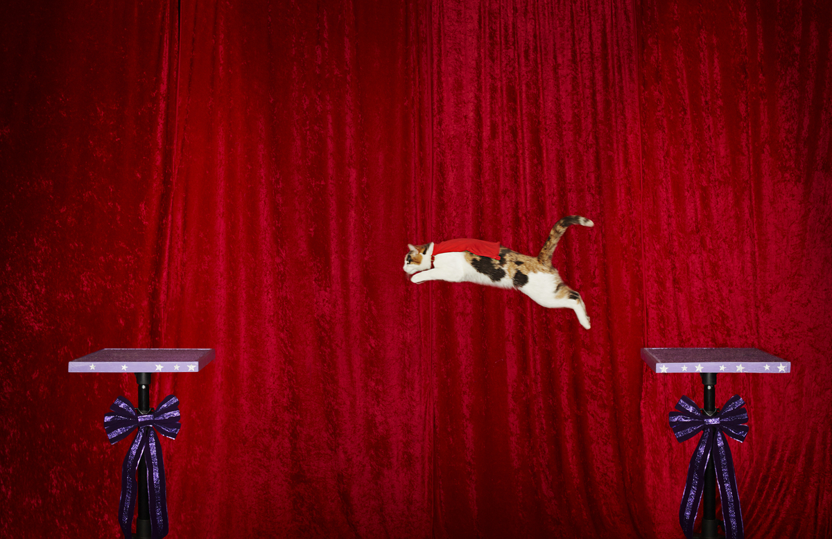 Smallest Cat In The World Guinness 2013 guinness world records. image austin coulson smallest roadworthy Smallest Cat In The World Guinness 2013 guinness world records. image austin coulson smallest roadworthy