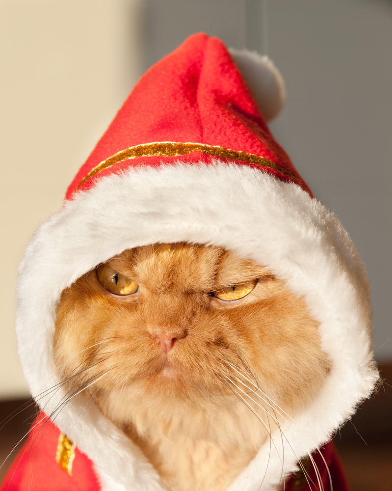 Meet Garfi, The Angriest Cat On The HuffPost