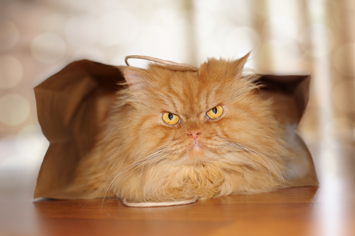 Meet Garfi, The Angriest Cat On The Internet | HuffPost
