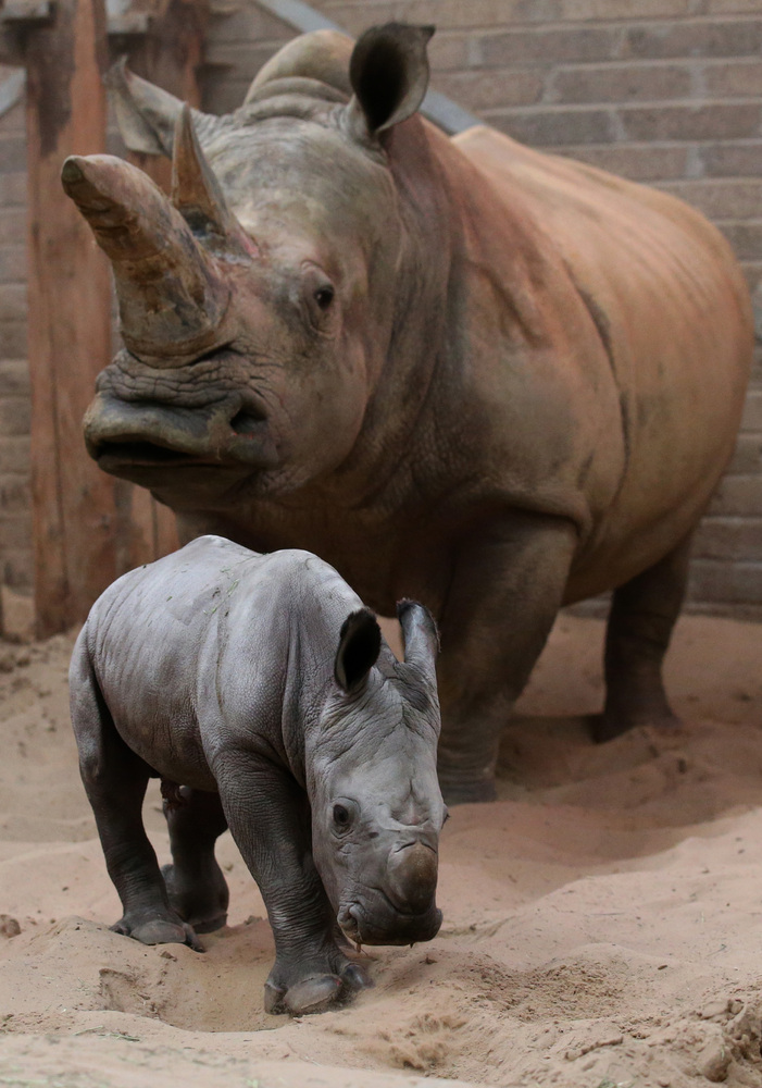 14 Insanely Heartwarming Pictures Of Newborn Baby Rhino Bruce 