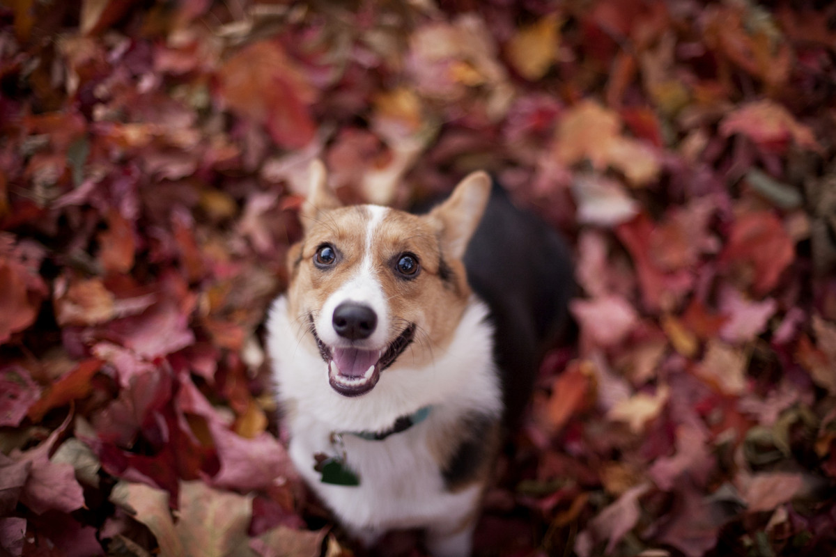 These Animals Love Fall As Much As We Do (PHOTOS) | HuffPost