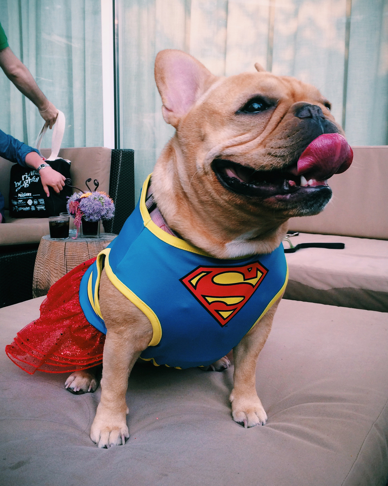 Dog Halloween Costumes Are The Shih Tzu HuffPost