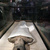 People look at the mummy of Tutankhamunâ