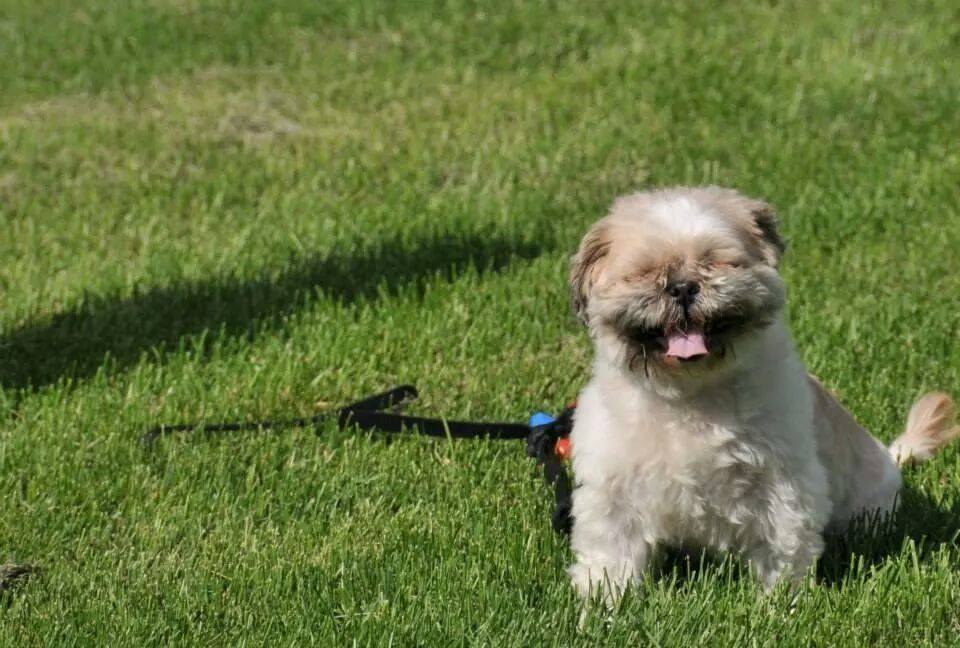 Give A Dog A Home: Plea To Rehome Battersea Dogs Home's Longest Serving