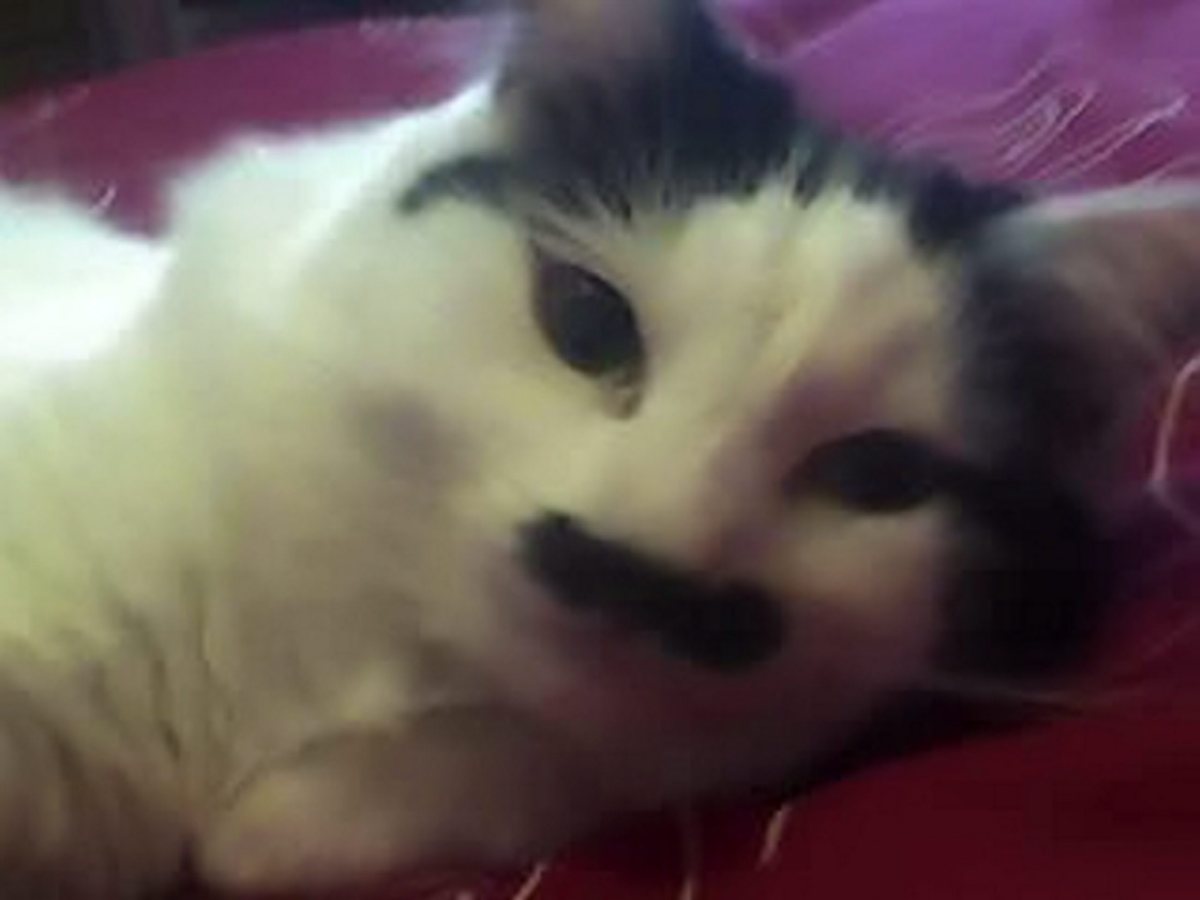 Cat Who Looks Like Hitler Survives Brutal Beating HuffPost