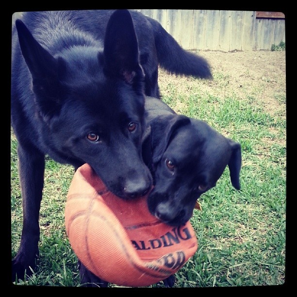 These Mutts Show Us That Amazing Dogs Come In All Shapes And Sizes